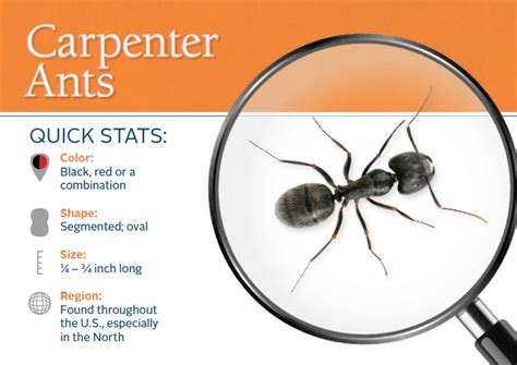 Do carpenter ants bite? Find out here! | Ants | Pinterest | Ant bites