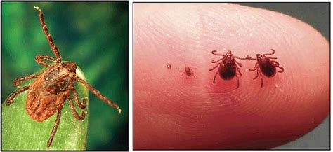 Brown dog tick causing RMSF epidemic in Mexico. Spreading to US ...