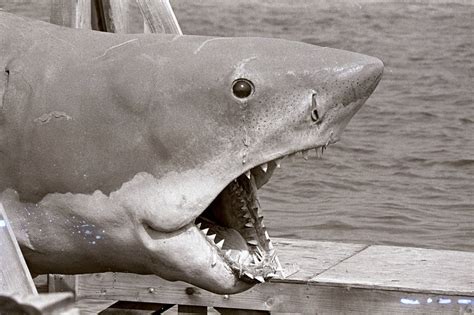 10 Things You (Probably) Didn't Know About 'Bruce' The Shark From Jaws ...