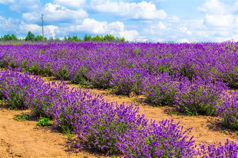 Plants That Thrive in Sandy Soil | LoveToKnow | Planting in sandy soil ...