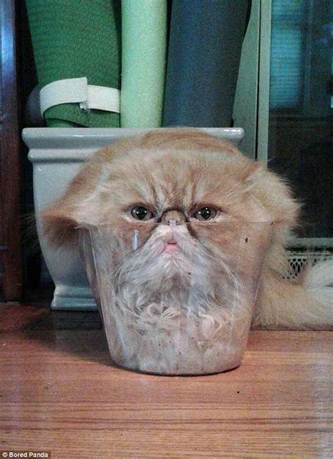 Cats stuck in jars: The funniest pictures of moggies online | Daily ...