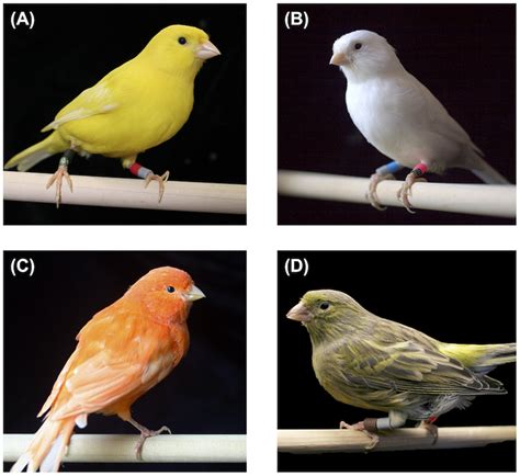 | The four color types of canaries used in these experiments: yellow ...