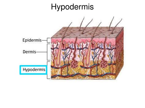 PPT - Integumentary System PowerPoint Presentation, free download - ID ...