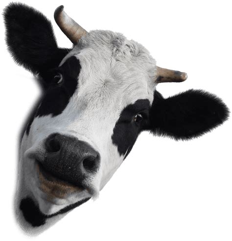 Minecraft Cow Head Png