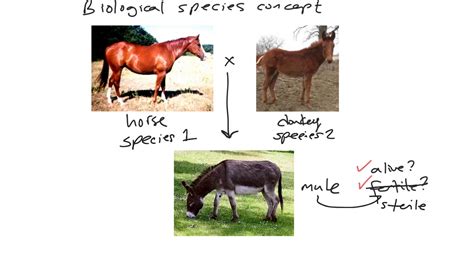 Biological Species Concept: Hybrid Dysfunction & Speciation Genetics ...