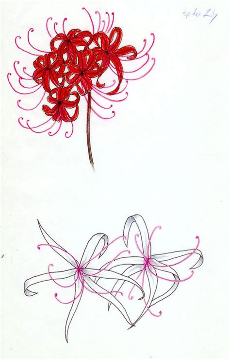 Two Spider Lilies, Red-White by https://koshii.deviantart.com on ...