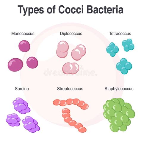 Tipos de bacterias cocas ilustración del vector. Ilustración de ciencia ...