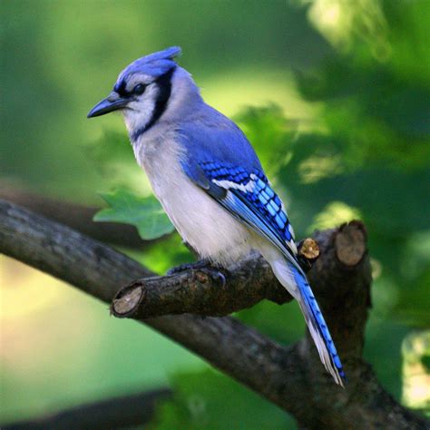 Blue Jay Wallpapers - Wallpaper Cave