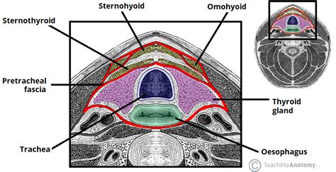 Fascial Layers - Deep - Superficial - TeachMeAnatomy