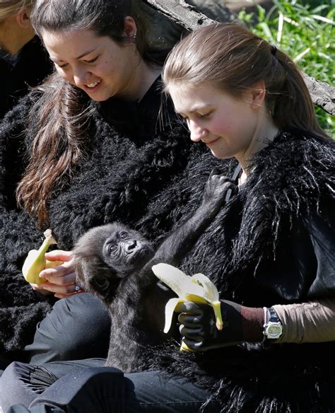 Zoo Debuts Baby Gorilla with 'Human Parents' | CTV News