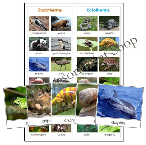 Endothermic & Ectothermic Animals - Sorting Cards & Control Chart ...