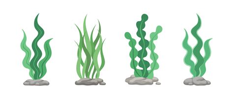 Set of green algae, sea grass, underwater seaweed plants. Vector ...