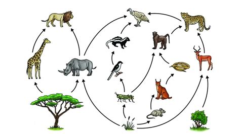 Draw a food web of a forest.