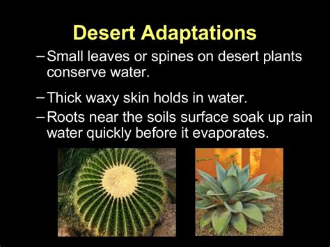 Plant adaptations