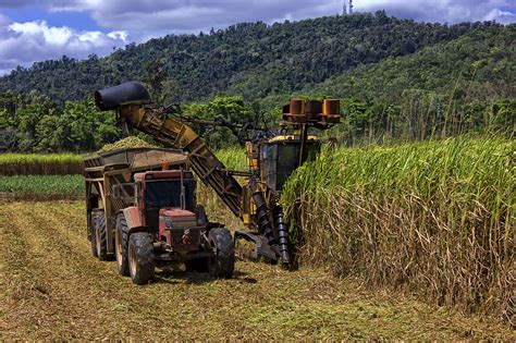 SUGAR CANE PRODUCTION IN ZAMBIA | Africa Agriculture Insight