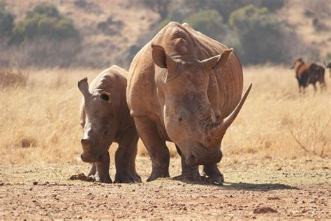 Two Rhinoceros Walking On Brown Field · Free Stock Photo