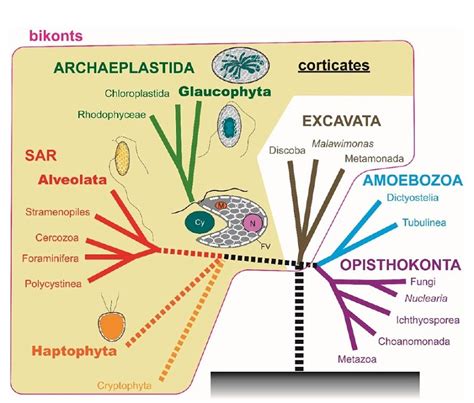 3D internal structure of primitive plant cell | UTokyo Research