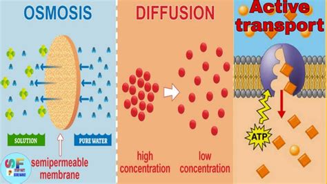 Are Osmosis And Diffusion Active Transport