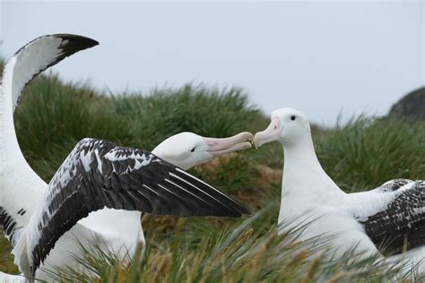 Remember The Razorbill: Wandering Albatross Breeding Season