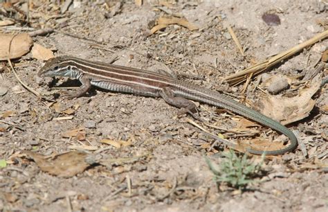 Desert Grassland Whiptail Lizard Facts and Pictures | Reptile Fact