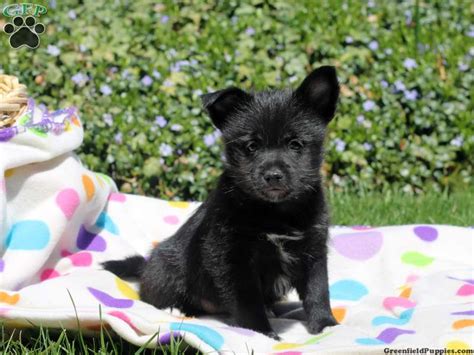 Schipperke Mix Puppies for Sale - Greenfield Puppies