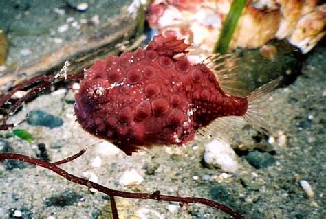 Pacific Spiny Lumpsucker