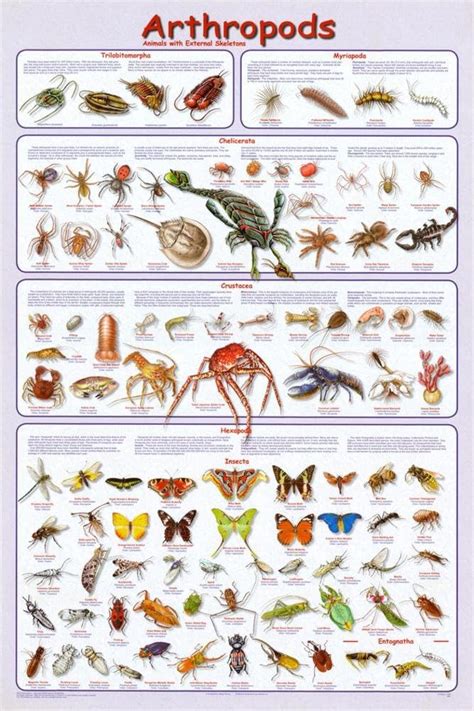 Picture Peddler Insect Identification Laminated Educational Science ...