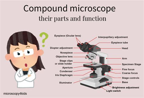 Compound microscope - their parts and function - Microscopy4kids