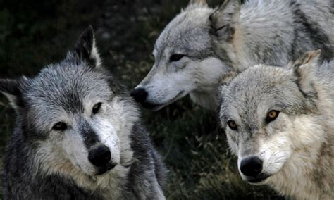 8 Unimaginable Wolf Info Everybody Ought to Know - beautifullife