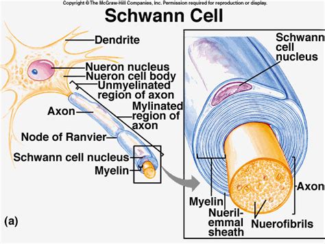 Cell Theory Timeline | Timetoast timelines