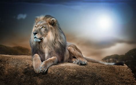 lion, Animals, Nature, Wildlife, Rock Wallpapers HD / Desktop and ...