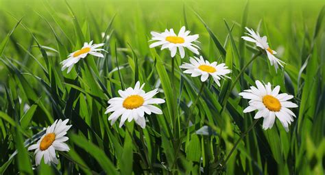 Daisy Flowers Wallpapers for Desktop - WallpaperSafari