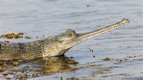 Gharial (Gavial) Facts, Habitat, Diet, Life Cycle, Baby, Pictures