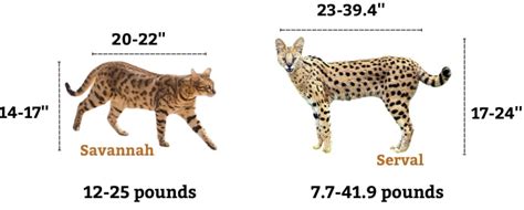 Serval vs Savannah Cat: Similarities and Differences