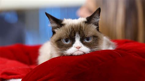 Best Memes About Grumpy Cat Grumpy Cat Memes | Hot Sex Picture