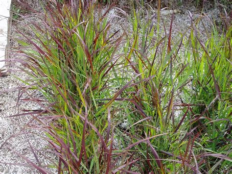 Lovegrass Farm: Panicum virgatum Ornamental Grass at Lovegrass Farm