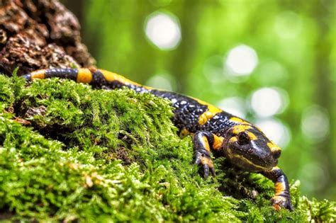 Fire Salamander | Salamander, Photo, Macro photography