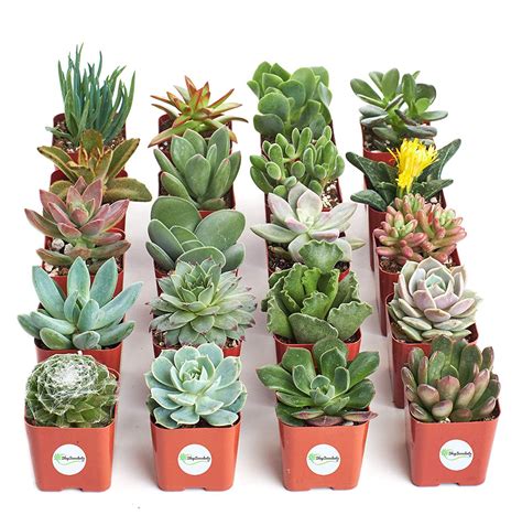 Shop Succulents Unique Succulent (Collection of 20) - Walmart.com