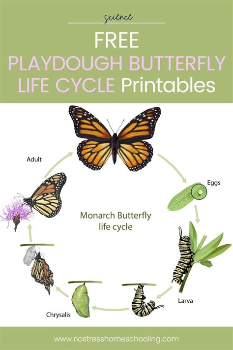 Butterfly Life Cycle For Kids Printable | lupon.gov.ph