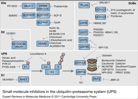 Small-molecule inhibitors in the ubiquitin–proteasome system ...