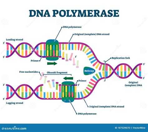 DNA Polymerase Stock Photography | CartoonDealer.com #32799896