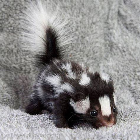 baby skunk | Cute animals, Baby skunks, Cute little animals