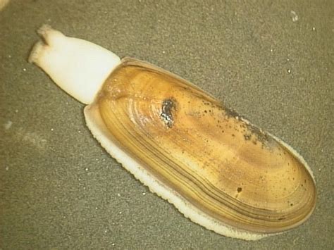 Pacific razor clam - Wikipedia