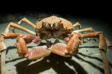 Leptomithrax gaimardii (Milne Edwards, 1834), Giant Spider Crab