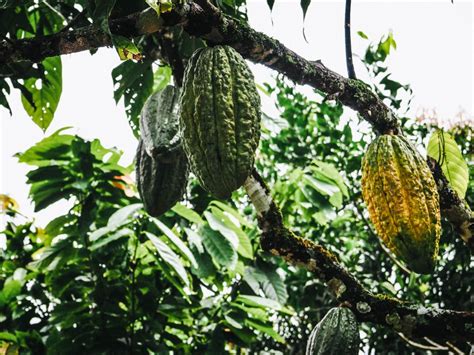 Colombia Adventures | Visiting a Cacao Farm in Colombia