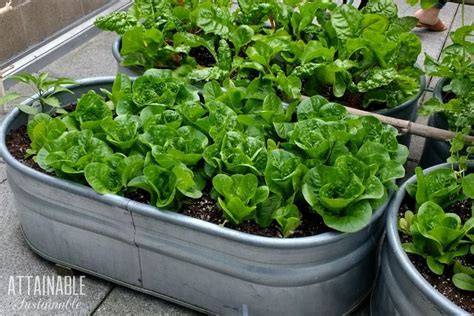 Container Vegetable Gardening for Beginners - Attainable Sustainable