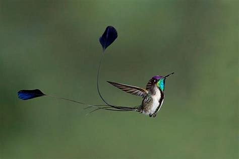 spatuletail hummingbird | World birds, Bird pictures, Bird photo