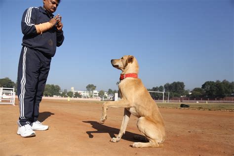 Indian pariah dog - Native Breed.org