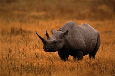 Why Rhinos Are Endangered and What We Can Do