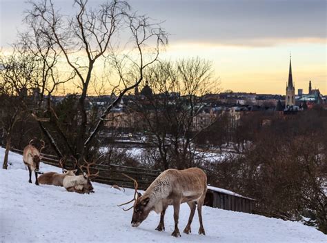 Not The Typical City Animals - Reindeers | Seen at Skansen, … | Flickr